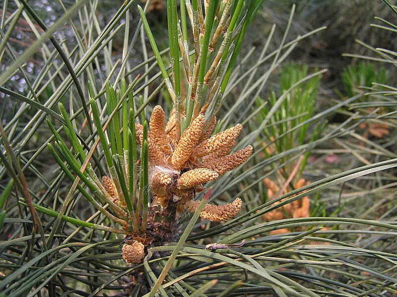 File:赤松 Pinus densiflora -瀋陽植物園 Shenyang Botanical Garden, China- (9216113092).jpg