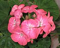 馬蹄紋天竺葵 Pelargonium x hortorum -香港花展 Hong Kong Flower Show- (9246246179).jpg