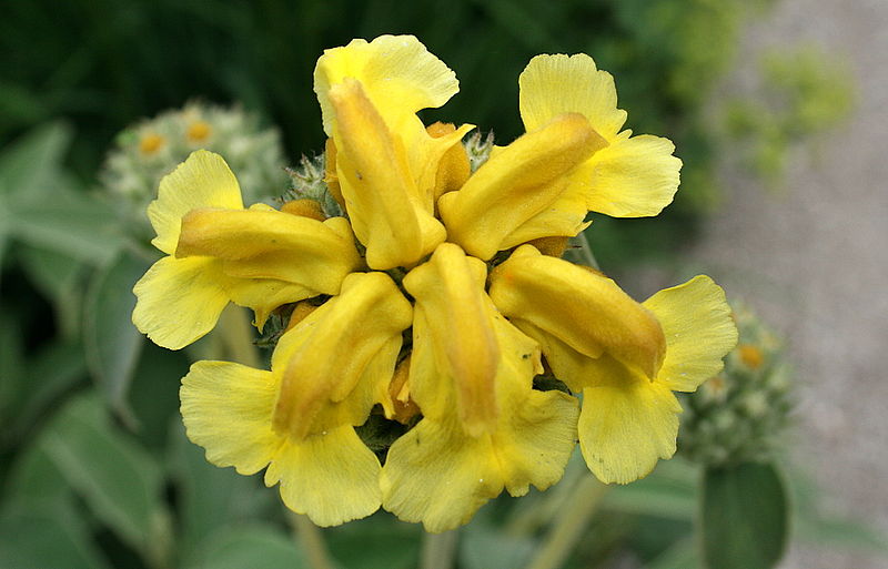 File:0 Phlomis fruticosa - Yvoire (1).JPG