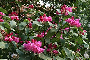 Beschrijving van foto 0 Rhododendron - Celles (Hainaut) 2.JPG.