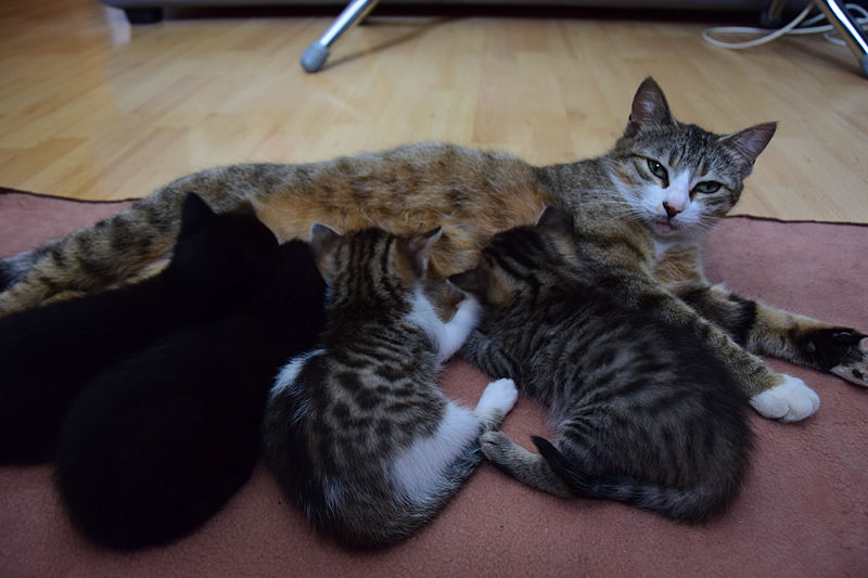 File:1-month-old kittens 06.jpg