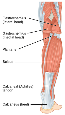 Achilles tendon injury