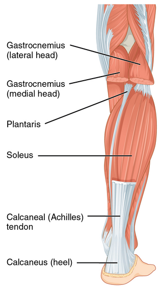 <span class="mw-page-title-main">Achilles tendon</span> Tendon at the back of the lower leg