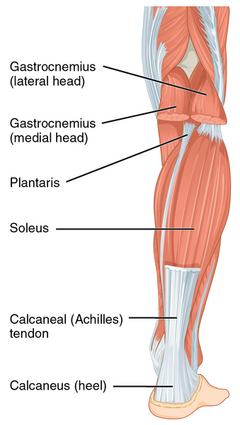 File:1123 Muscles of the Leg that Move the Foot and Toes b.png