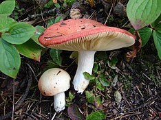 2008-09-13 Russula laeta (Huds. Ex Fr.) s.F. Ррей 21592.jpg