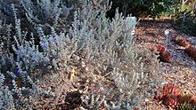 201016 098 San Diego Botanic Garden - Waterwise Landscape, Leucophyllum zygophyllum Cimarron(r) Texas Ranger.jpg