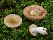 2011-07-31 Russula nauseosa.jpg