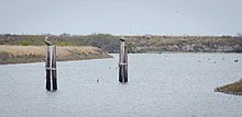 Pelicans perch on pilings standing near a desolate grassy shoreline