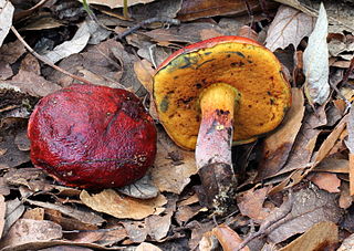 <i>Rubroboletus dupainii</i> species of fungus