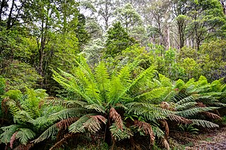 <span class="mw-page-title-main">Great Forest National Park</span> Proposed national park in Victoria, Australia