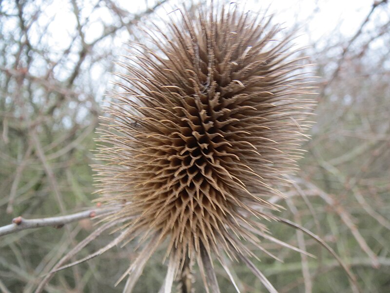 File:20140115Dipsacus fullonum.jpg