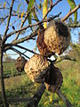 Steenvruchten van Prunus dulcis