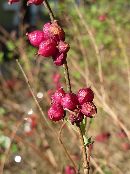 File:20150414Symphoricarpos orbiculatus3.jpg