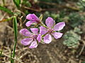 Erodium cicutarium