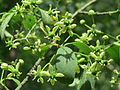 Euonymus europaeus