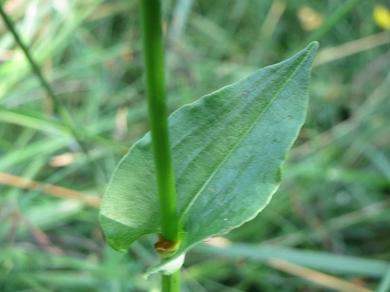 File:20150813Persicaria amphibia04.jpg