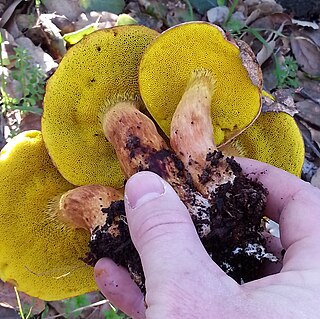<i>Aureoboletus flaviporus</i> Species of fungus