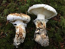 2018-11-10 Tricholoma murrillianum Sänger 959693.jpg