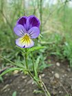 20180612Viola tricolor2.jpg