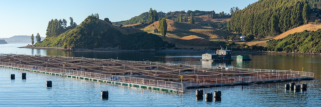 Aquaculture fish farming in the Chilean fjords south of Castro