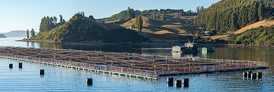 Fish farming in the fjords of southern Chile