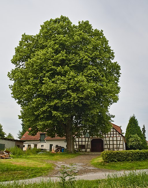 2019-06-16 ND Linde in Wolferdingsen (NRW) 01