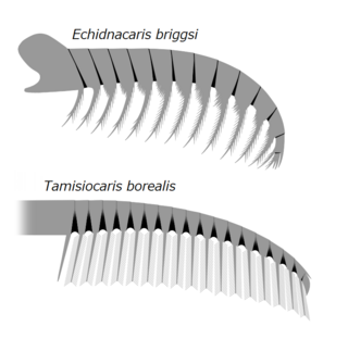 <span class="mw-page-title-main">Tamisiocarididae</span> Clade of extinct arthropods