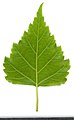 * Nomination Betula. Leaf abaxial side. --Knopik-som 02:21, 26 September 2021 (UTC) * Promotion  Support Good quality -- Johann Jaritz 02:48, 26 September 2021 (UTC)