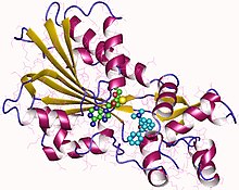 Modèle tridimensionnel de l'enzyme