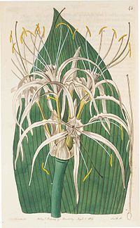 43 Hymenocallis ovata.jpg