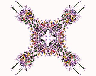 <span class="mw-page-title-main">1-phosphatidylinositol 4-kinase</span> Class of enzymes