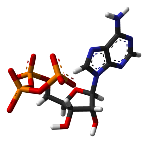 Универсальный источник энергии. Молекула АТФ аденозин. Аденозинтрифосфат молекула. АТФ 3d молекула. Аденозинмонофосфорная кислота.