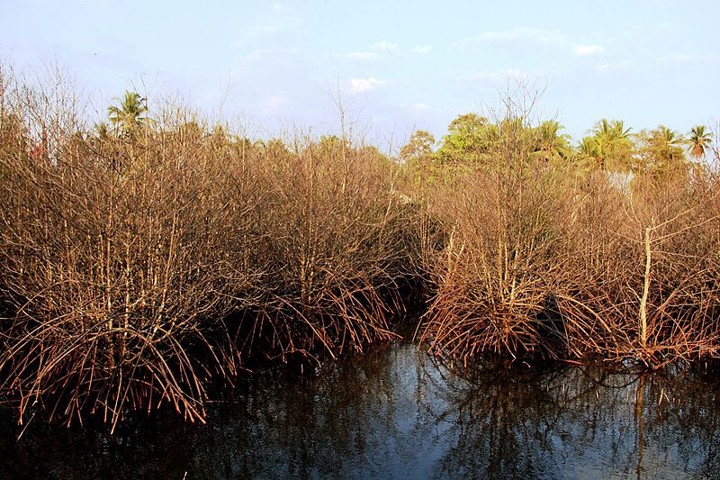 File:A Dead Mangrove.jpg