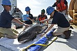 Miniatura para Institute for Marine Mammal Studies