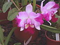 A and B Larsen orchids - Brassolaeliocattleya Chinese Beauty Tainan DSCN8937.JPG