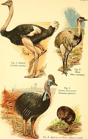 A book of birds (1908) (20209642889).jpg