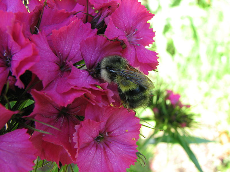 File:A shy bumble bee on pink flower.jpg