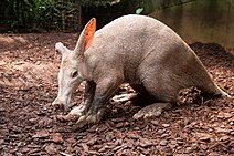 Aardvark snuffling on ground