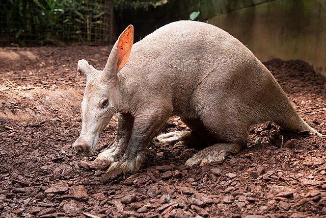 Aardvark - Wikipedia