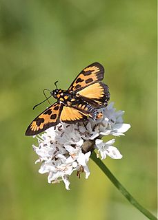 <i>Abantis</i> Genus of skipper butterflies in tribe Tagiadini