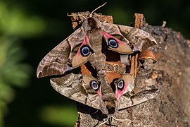 Abendpfauenauge, Paarung in Schreckstellung im Geo-Naturpark Bergstrasse-Odenwald.jpg