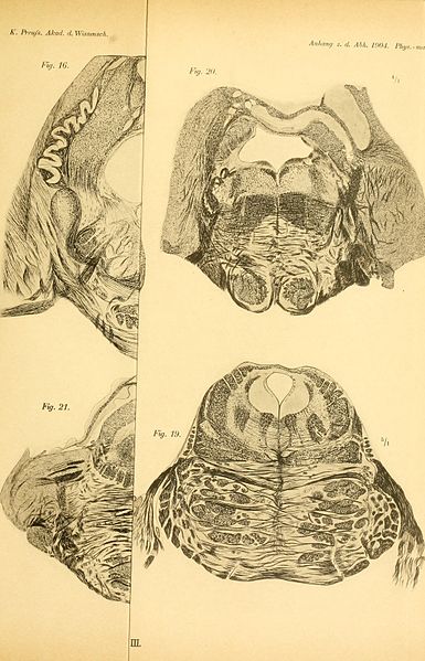 File:Abhandlungen der Königlich Preussischen Akademie der Wissenschaften aus dem Jahre (1904) (16146987853).jpg