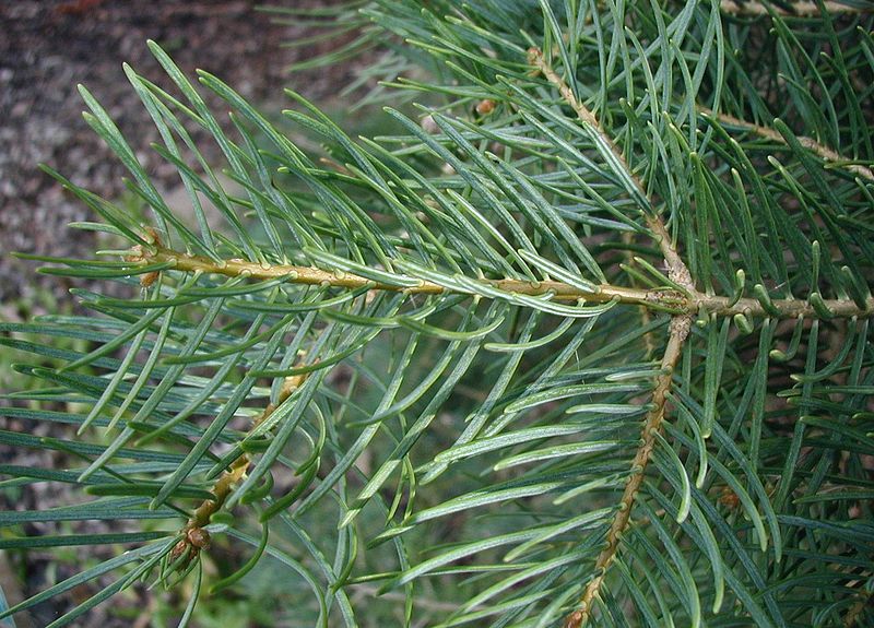 File:Abies-concolor2.JPG