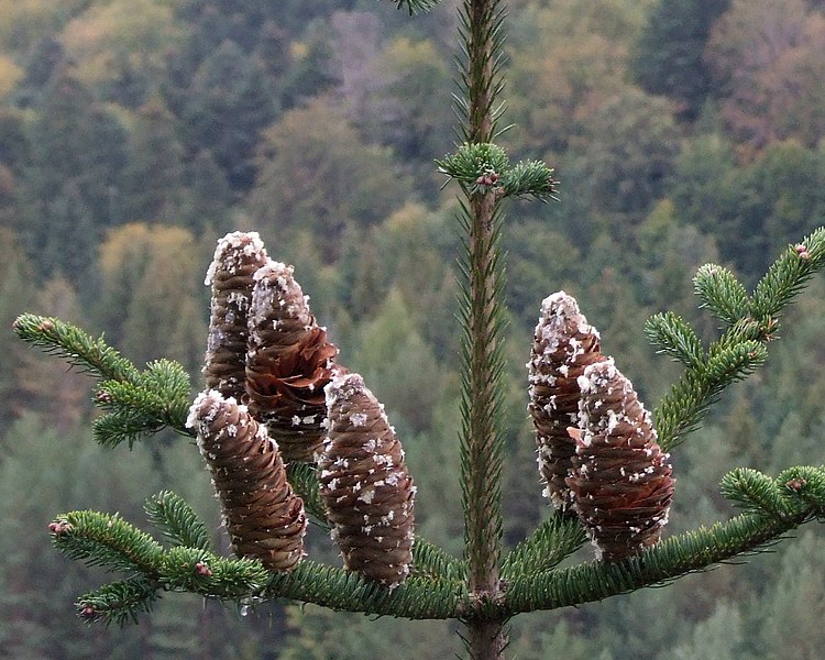 Plik:Abies alba P26.jpg