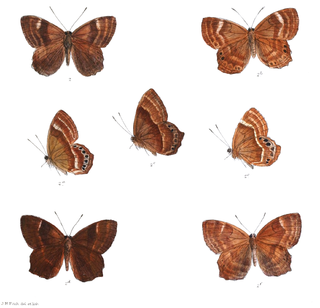 <i>Abisara abnormis</i> Species of butterfly