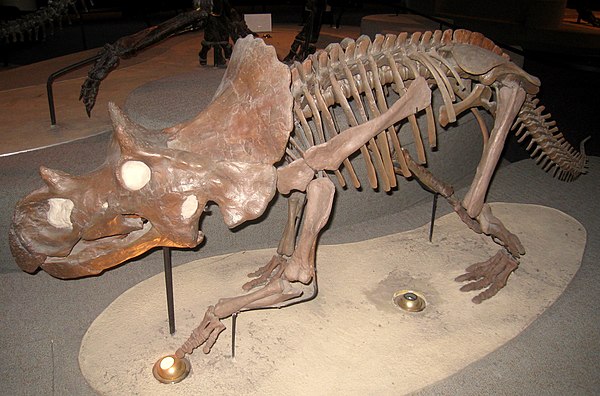 Reconstructed skeleton in the Academy of Natural Sciences, Philadelphia; it is now thought this genus did not have a nasal horn