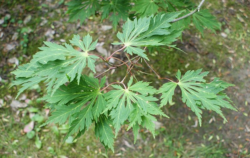 File:Acer japonicum 'Aconitifolium' kz1.jpg
