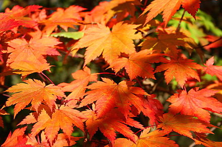 Yellow and orange leaf colors in autumn are due to carotenoids, which are visible after chlorophyll degrades for the season.