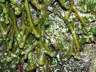 <span class="mw-page-title-main">Daltoniaceae</span> Family of mosses