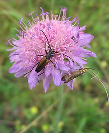 Nectar-rich inflorescence attracts many insects Acker-Witwenblume Knautia arvensis.jpg